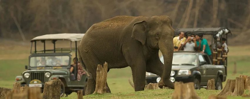 bandipur-jeep-tour-safari