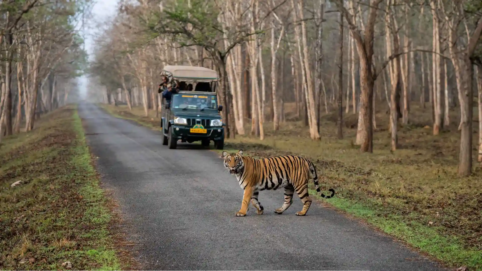Kabini-national-park-tiger-on-the-road.webp