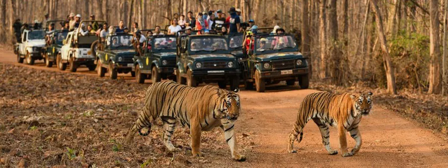 ranthambore national park safari