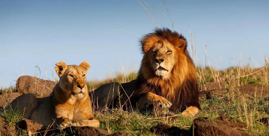 Gir National Park, Gujarat