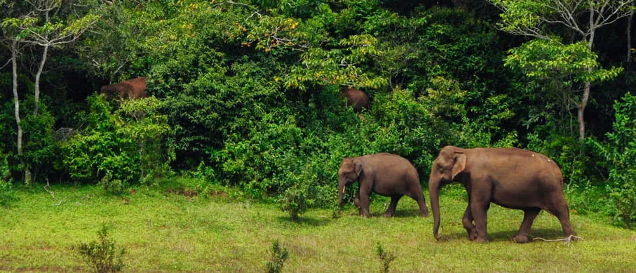 Periyar Wildlife Sanctuary, Kerala