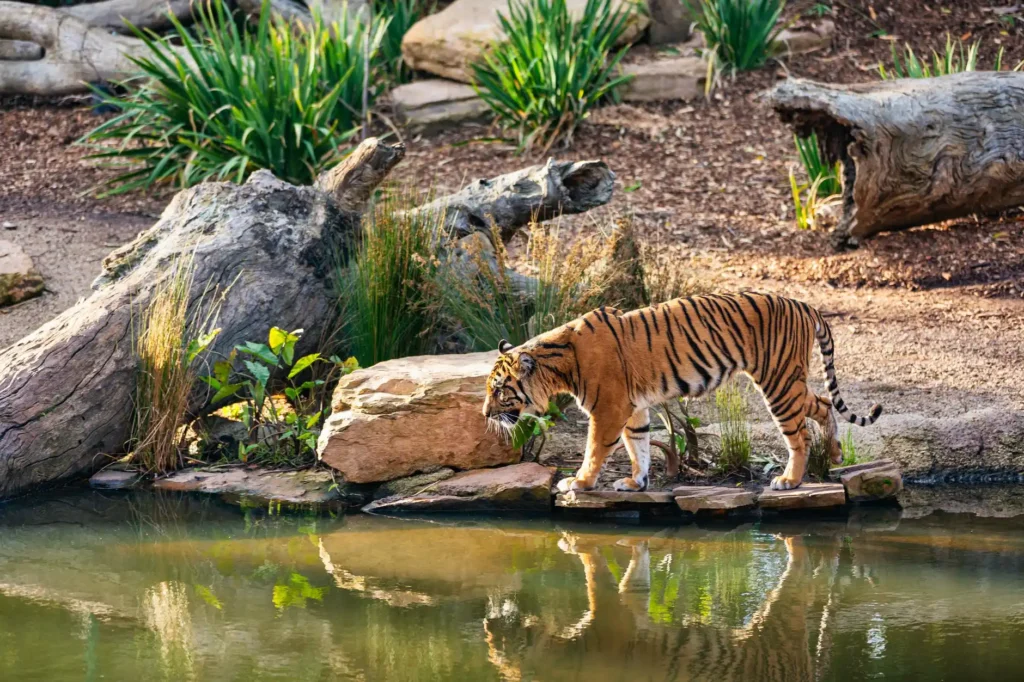 sundarbans national park