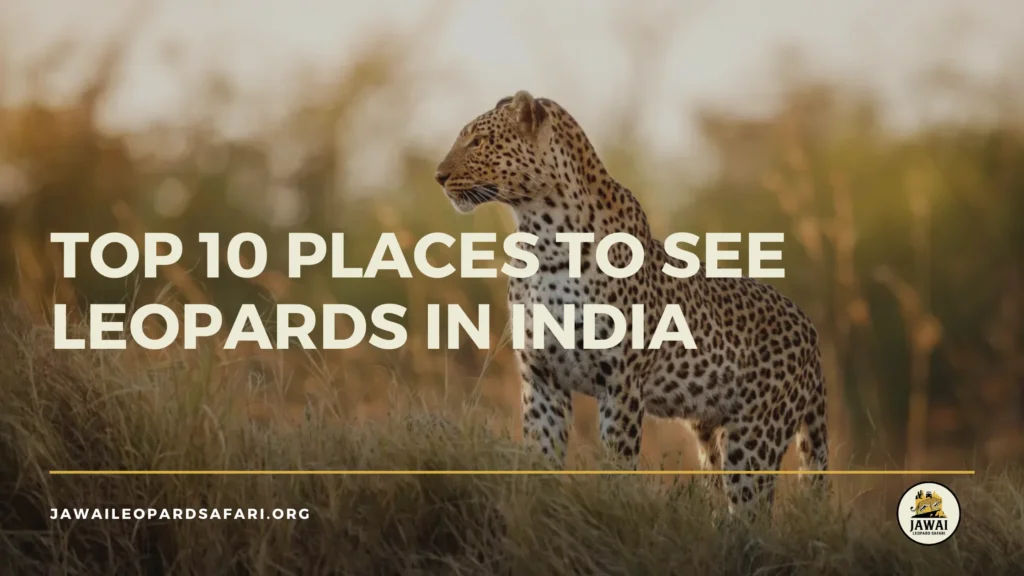 places to see leopards in india