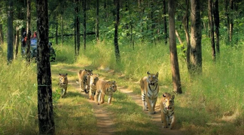 Pench National Park, Madhya Pradesh