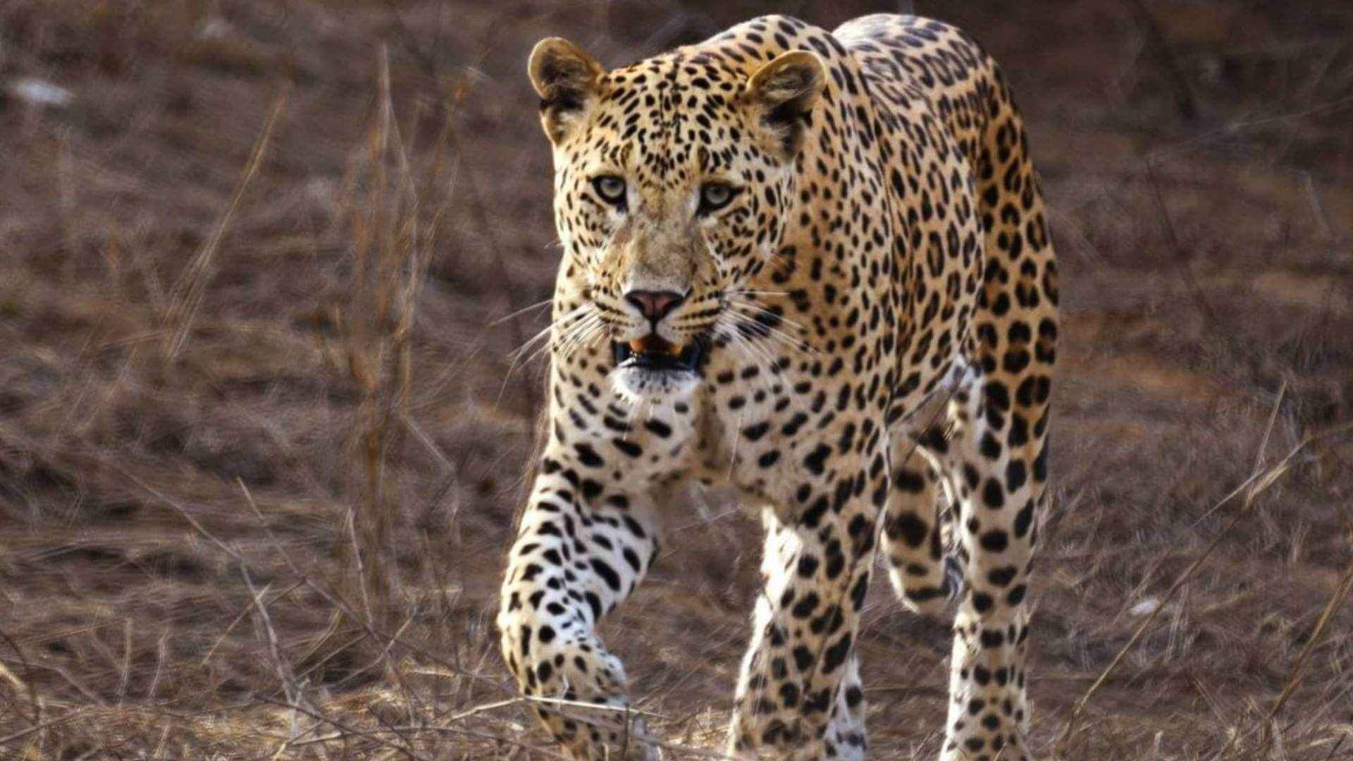 jawai leopard safari image 2_11zon