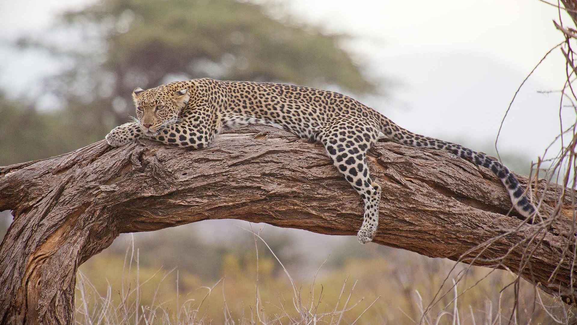 leopard safari image 3_11zon